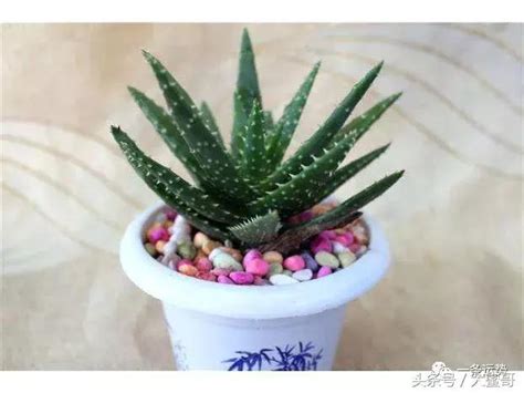 帶刺植物風水|【風水特輯】植物也能開運化煞！擺放重點與禁忌要注。